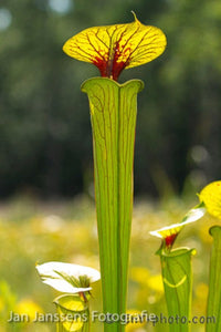 Sarracenia Flava  