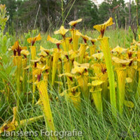 Sarracenia Flava  