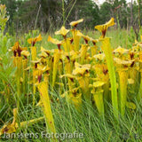 Sarracenia Flava  "Onslow Country"