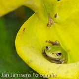 Sarracenia Flava  "Onslow Country"