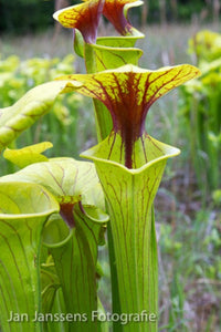 Sarracenia Flava  
