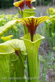 Sarracenia Flava  "Sussex Country"