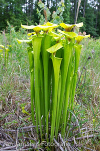 Sarracenia Flava  "Sussex Country"