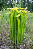 Sarracenia Flava  "Sussex Country"