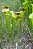 Sarracenia Flava  "Sussex Country"