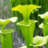 Sarracenia Flava  