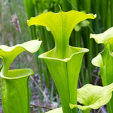 Sarracenia Flava  "Sussex Country"