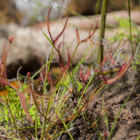 Drosera  binata var. binata  (Anglesea, Victoria)