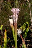 Sarracenia Leucophylla  Walton CO.