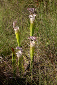 Sarracenia Leucophylla  Walton CO.