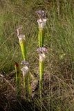 Sarracenia Leucophylla  Walton CO.