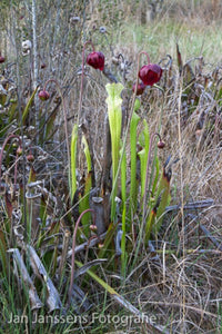 Sarracenia Leucophylla  Walton CO.