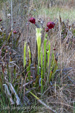 Sarracenia Leucophylla  Walton CO.