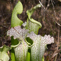 Sarracenia Leucophylla  Walton CO.