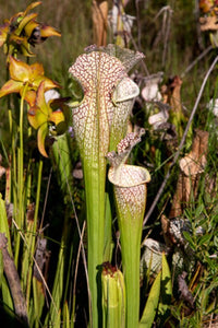 Sarracenia Leucophylla  Walton CO.
