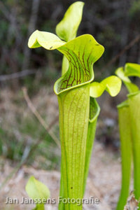 Sarracenia alata  