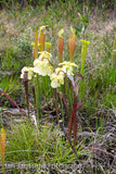 Sarracenia alata  "Mobile CO"