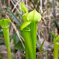 Sarracenia alata  