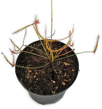 Drosera binata var. multifida - Pink Flower, Australie