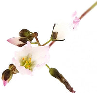 Drosera binata var. multifida - Pink Flower, Australie