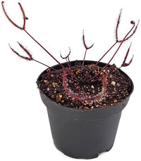 Drosera binata 