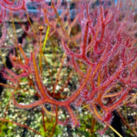 Drosera binata var. dichotoma - Kiama, NSW