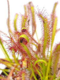 Drosera capensis