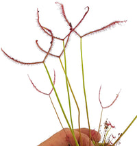 Drosera binata var. binata  'T-form, orig. from Adrian Slack, 1983'
