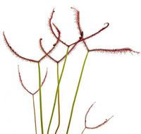 Drosera binata var. binata  'T-form, orig. from Adrian Slack, 1983'