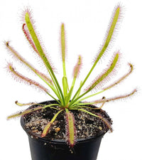 Drosera capensis