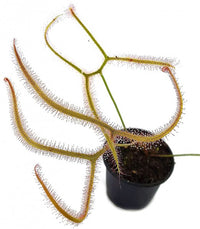 Drosera binata var. dichotoma 