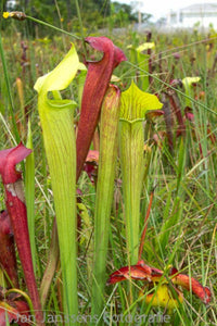 Sarracenia alata  "Harrison .CO"