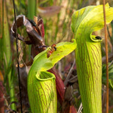 Sarracenia alata  "Harrison .CO"