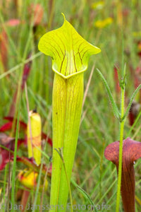 Sarracenia alata  