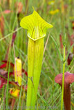 Sarracenia alata  "Harrison .CO"