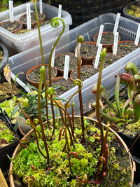 Drosera binata var. dichotoma 