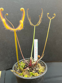 Drosera binata var. multifida  f. extrema 