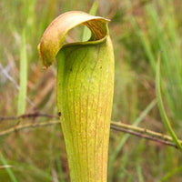 Sarracenia alata 