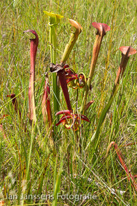 Sarracenia alata "jackson .CO"
