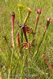 Sarracenia alata "jackson .CO"