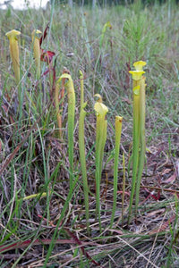 Sarracenia alata "jackson .CO"