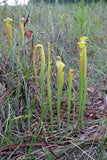 Sarracenia alata "jackson .CO"