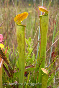 Sarracenia alata 