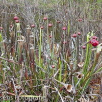 Sarracenia  Leucophylla  Liberty CO.