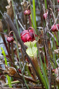 Sarracenia  Leucophylla  Liberty CO.