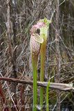 Sarracenia  Leucophylla  Liberty CO.