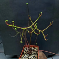 Drosera binata var. multifida  f. extrema