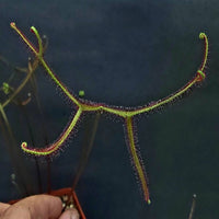Drosera binata var. multifida  f. extrema