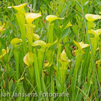 Sarracenia Flava  