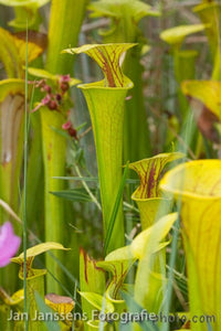 Sarracenia Flava  
